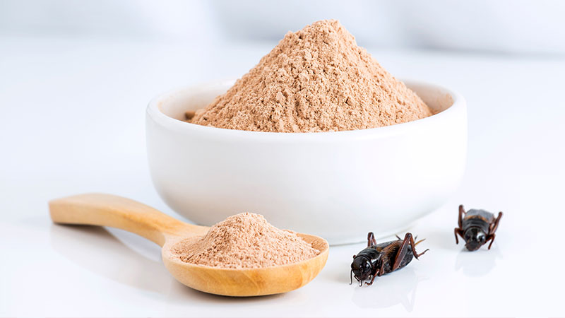 Farine di insetti in Italia